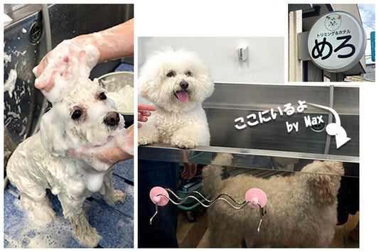飼い主と愛犬のためのシャンプー教室
