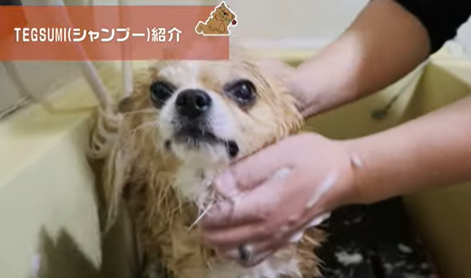 「ワンダフルパートナー」さんのYouTubeチャンネル