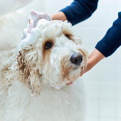 SILKCARE SHAMPOO　＜詰め替え1000ml＞